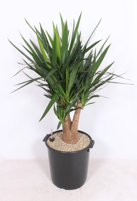 <h4>Yucca elephantipes 3+ armen</h4>