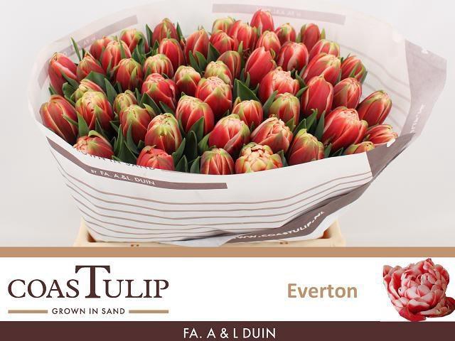 <h4>TU DU EVERTON</h4>