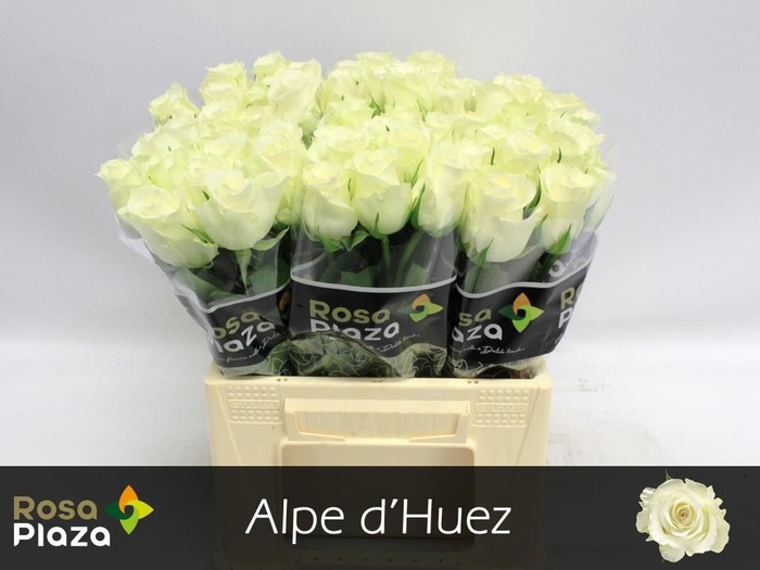 <h4>R GR ALPE DHUEZ</h4>