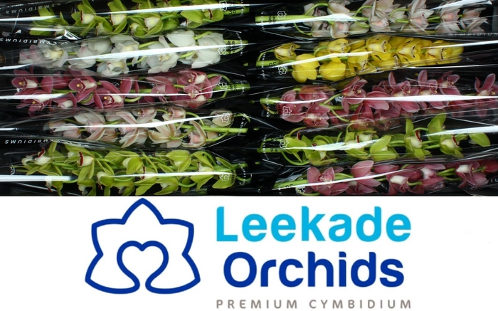 <h4>CYMB MI GEM</h4>