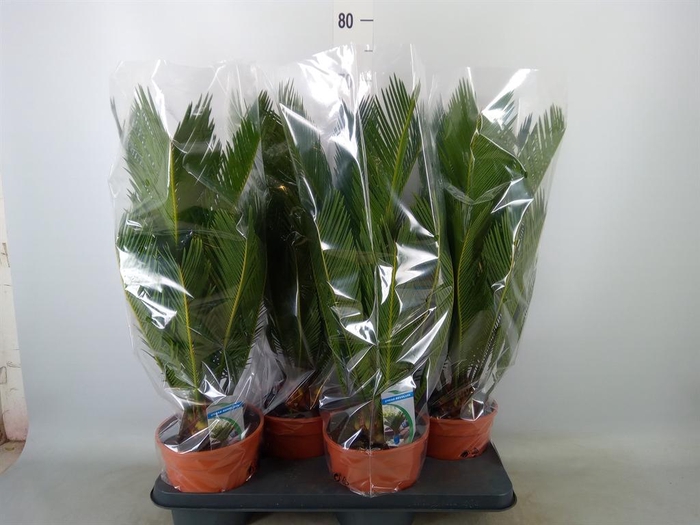 <h4>Cycas revoluta</h4>