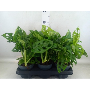 Monstera obliqua 'Monkey Mask'