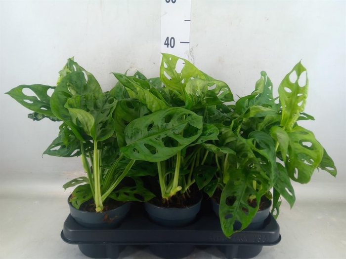 <h4>Monstera obliqua 'Monkey Mask'</h4>