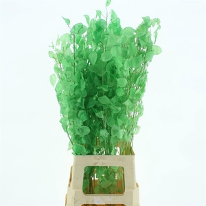 SNIJBLOEMEN KLB H%