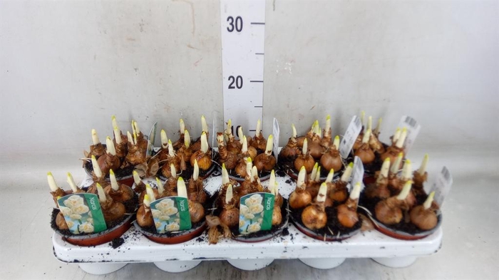 <h4>Narcissus DU 'Abba'</h4>