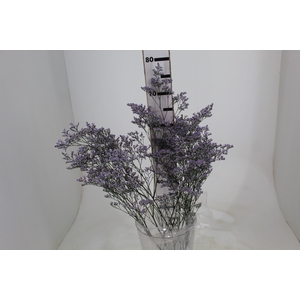 LIMONIUM 070 CM LILAS