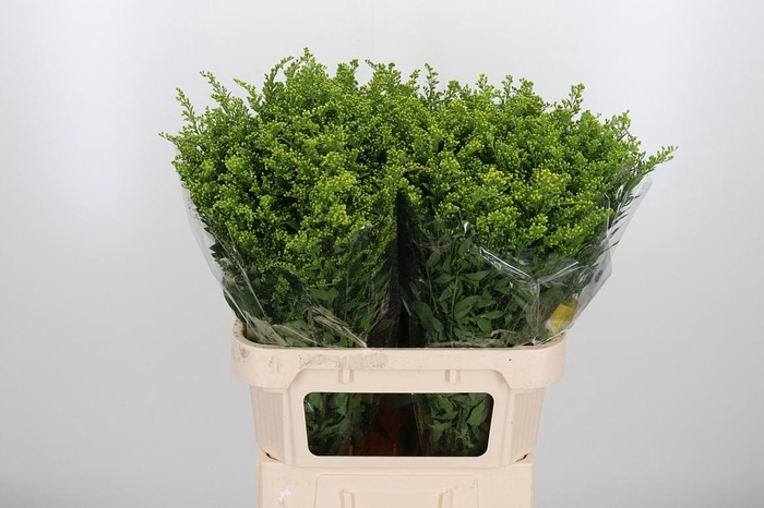 <h4>Soli Carzan Glory</h4>