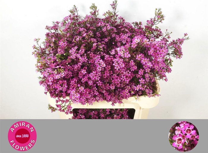 <h4>CHAME UN PRINCE</h4>