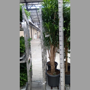 Dracaena refl. 'Anita'