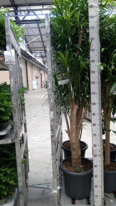 <h4>Dracaena refl. 'Anita'</h4>