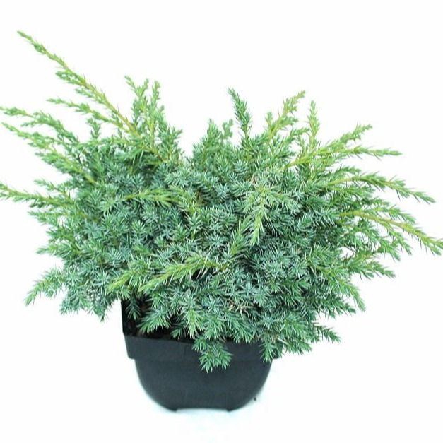 <h4>Juniperus squamata 'Blue Swede' P17</h4>