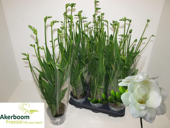 <h4>FREESIA OV</h4>