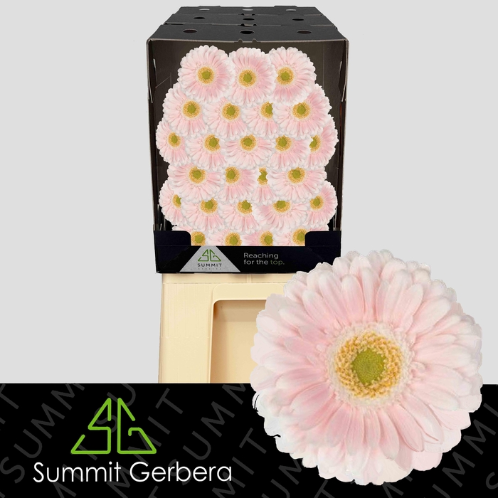 <h4>Germini Crespo Diamond</h4>