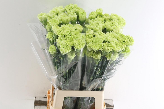 <h4>DI ST GOBLIN</h4>