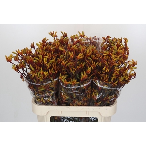 Anigozanthos Gold Fever