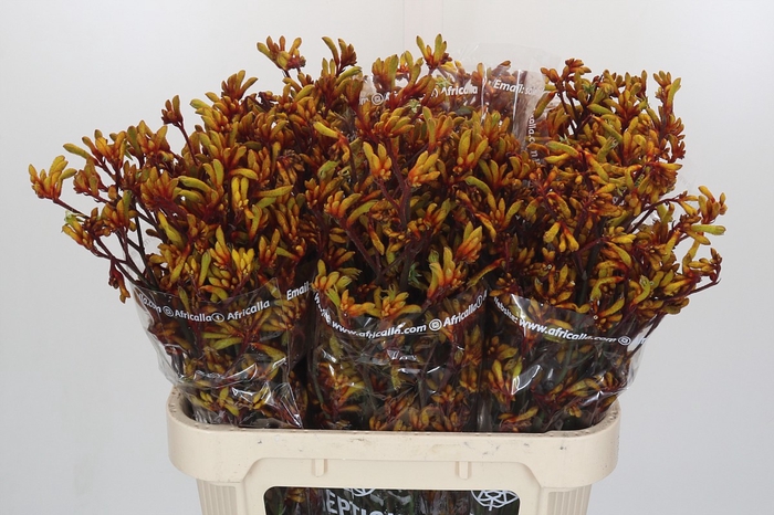 <h4>Anigozanthos Gold Fever</h4>