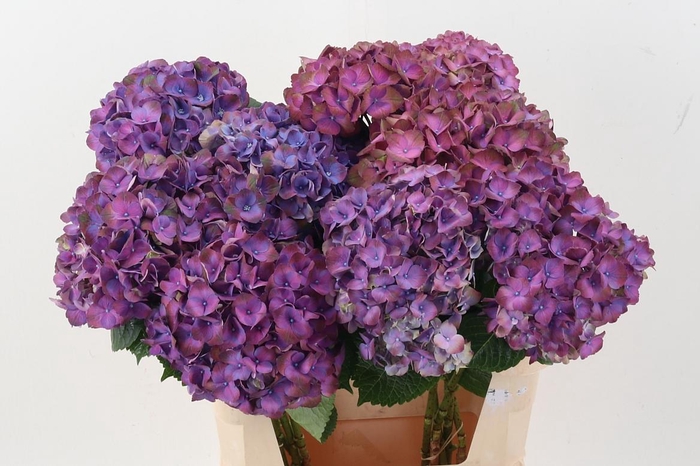 <h4>Hydr M My Inferno</h4>