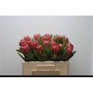 PROTEA LANCELOT