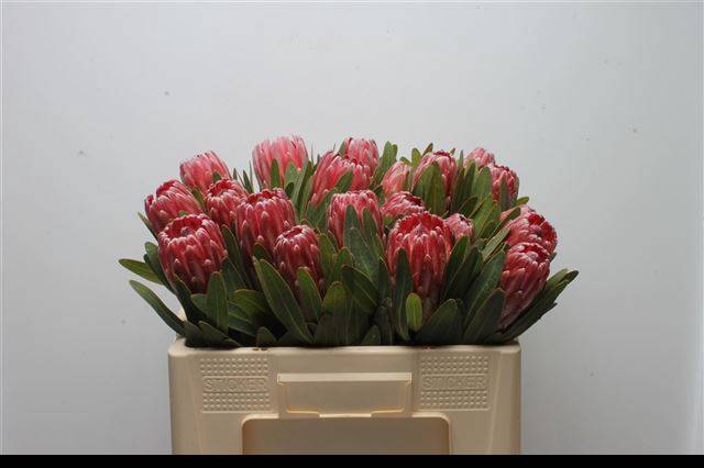 <h4>PROTEA LANCELOT</h4>
