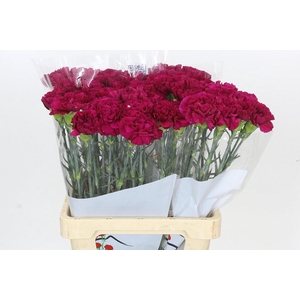 Dianthus St Ghemme