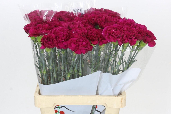 <h4>Dianthus St Ghemme</h4>