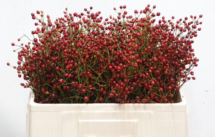 <h4>ROSA F AUT SPLENDOR</h4>