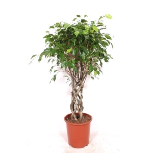 Ficus Exotica