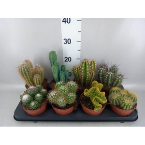 Cactus   ...mix