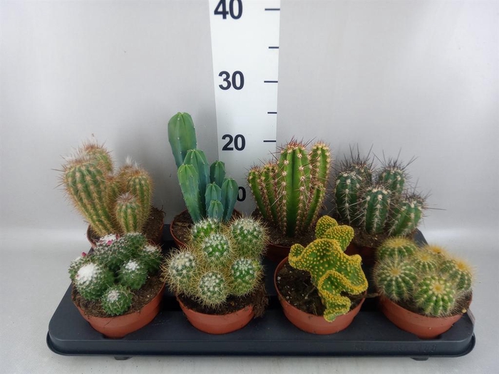 <h4>Cactus   ...mix</h4>