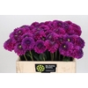 Dahlia Purple Fox