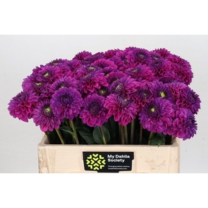 Dahlia Purple Fox