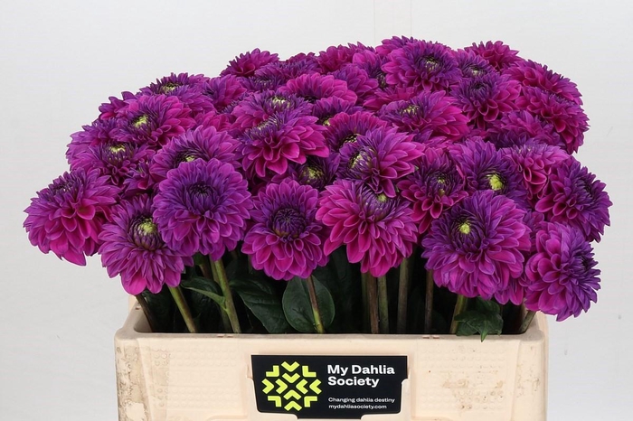 <h4>Dahlia Purple Fox</h4>