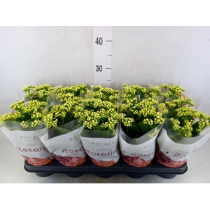 Kalanchoe blos. 'RosDon Dione'