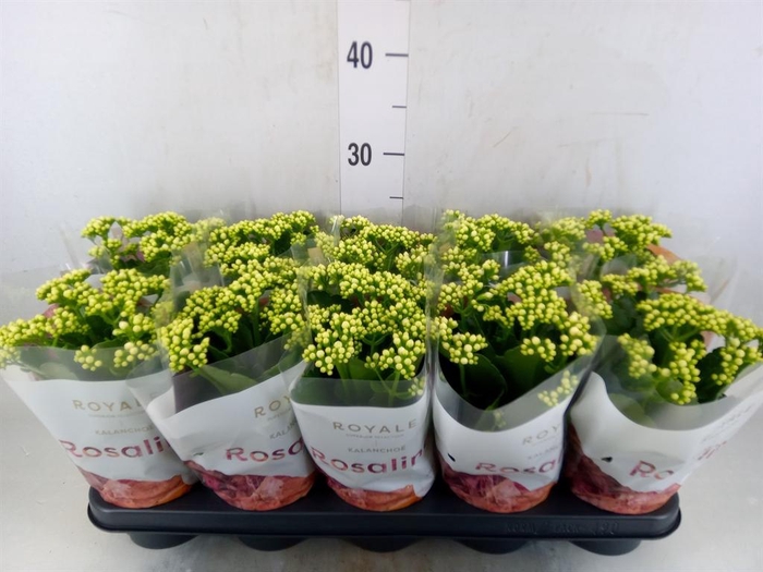 <h4>Kalanchoe blos. 'RosDon Dione'</h4>