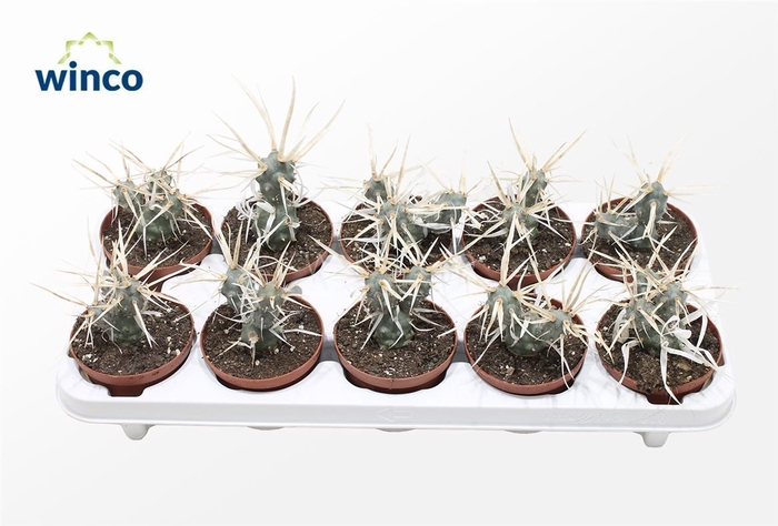 <h4>Tephrocactus Papyracantus</h4>