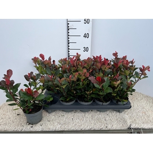 PHOT FR LITT RED ROB