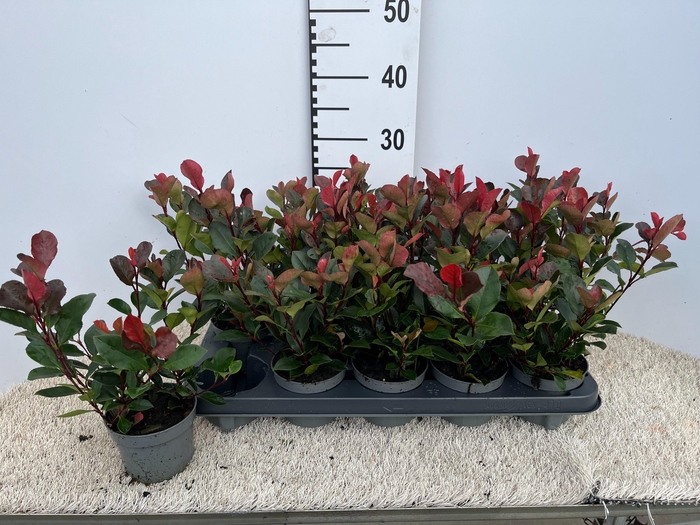 <h4>PHOT FR LITT RED ROB</h4>