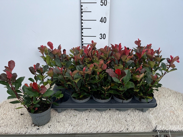 <h4>PHOT FR LITT RED ROB</h4>