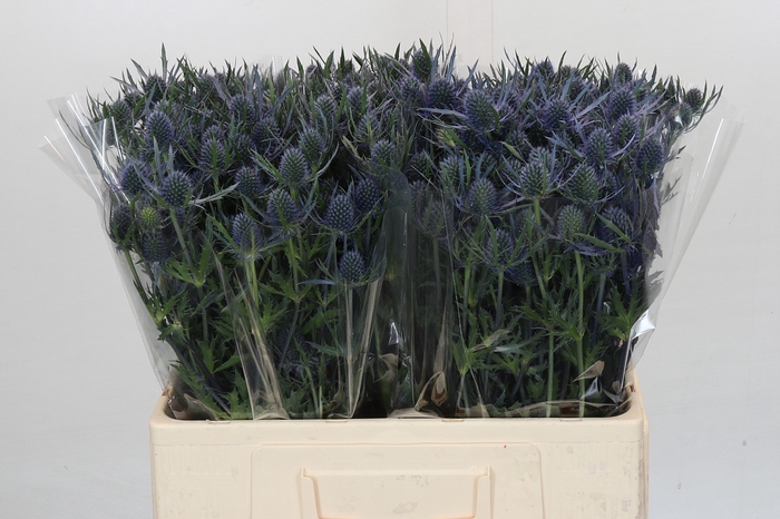 <h4>Eryngium Blue Dynamite</h4>