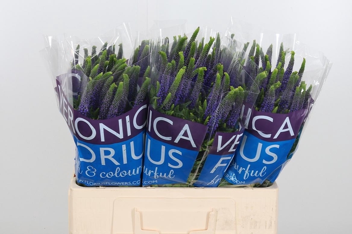 <h4>Veron Smart Diana</h4>