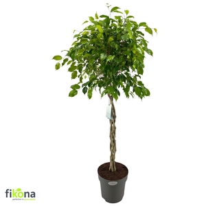 FIC BE EXOTICA