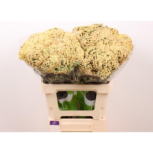 ACHIL NEONGL SAFFRON.