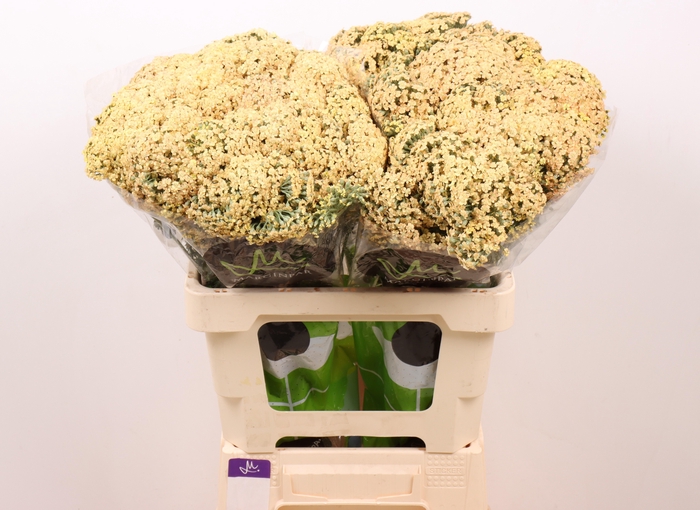 <h4>ACHIL NEONGL SAFFRON</h4>