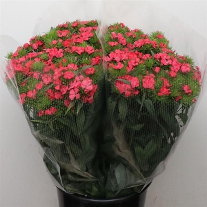 Di Barb Coral Pink Super