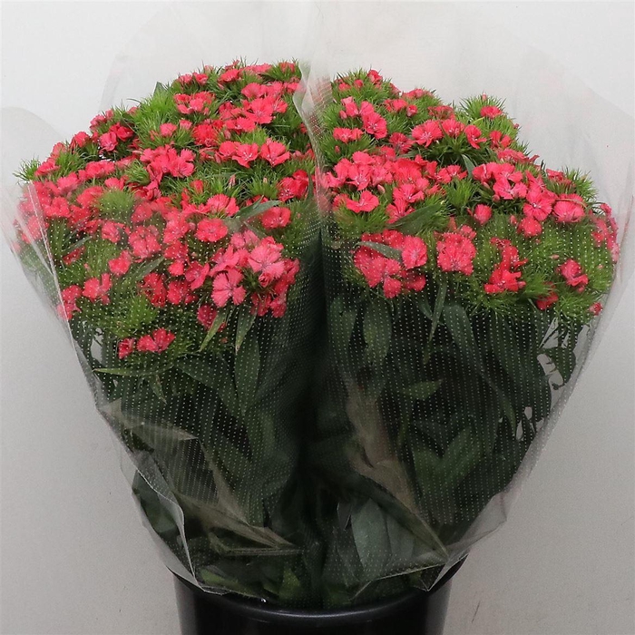 <h4>Di Barb Coral Pink Super</h4>