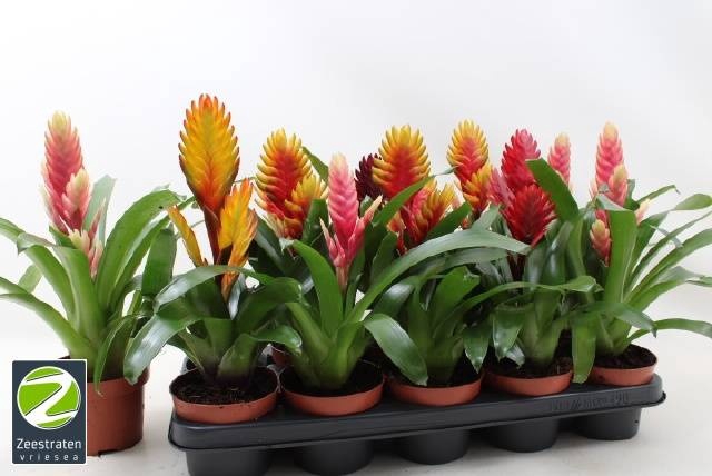 <h4>VRIES GEM 6 SRT</h4>