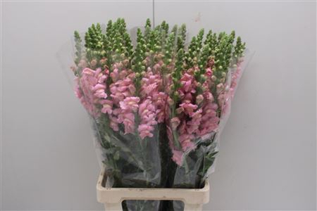 <h4>Antir Poto Pink</h4>
