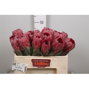 Protea Sharon