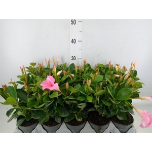 Mandevilla am. 'Sundav Pink'