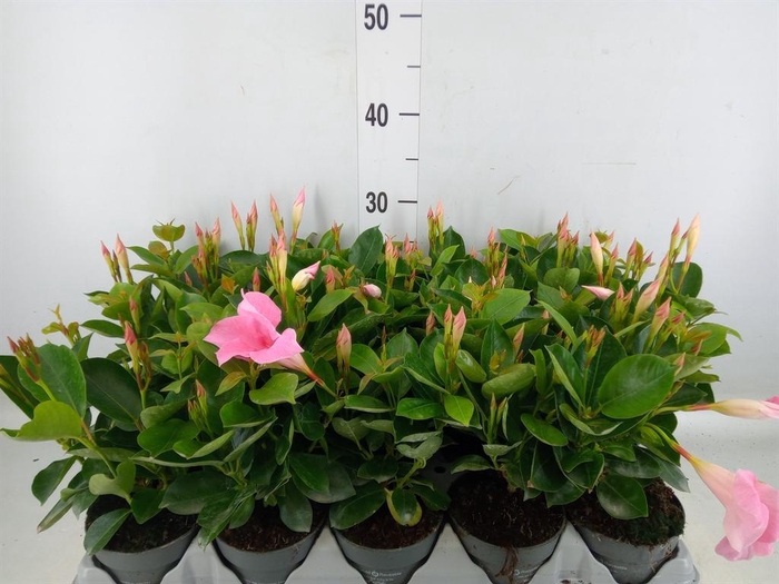 <h4>Mandevilla am. 'Sundav Pink'</h4>